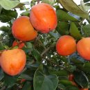 풍요농장 이미지