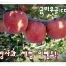 금바우골 티스토리