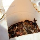 산촌농부
