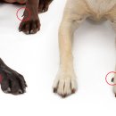 아이사랑동물병원 이미지