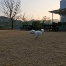 위드유애견 이미지