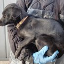 박달119안전센터 앞 | 경기 안양 믹스견, 안양 믹스견, 박달119안전센터 앞…빨간 리드줄, 노란 목줄의 슬픈 눈망울새 가족...