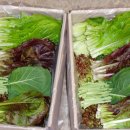 대실농장 이미지