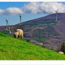 삼사목장 이미지