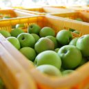 인우농장 이미지