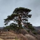 지리산 뱀사골 와운마을 천년송 이미지