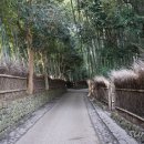 [오사카 여행] 교토 아라시야마, 대나무 숲의 2탄입니다~ 이미지