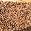 내검농장 이미지