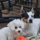 장군면주민센터 | 무지개다리 건넌 반려동물, 어떻게 보내줘야 할까?반려동물 장례 절차부터 대전·세종 장례식장까지