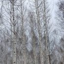 자작나무 숲 이미지