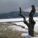 고목나무 이미지