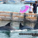 “우영우 변호사를 남방큰돌고래의 날 행사에 초대해야한다!” 이미지
