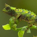 카멜레온 이미지