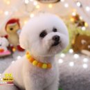 꿈꾸는 강아지 이미지