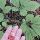 한국의 산삼과 상황버섯 이미지