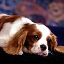 이쁜강아지 이미지