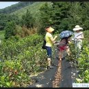 김영농장 이미지