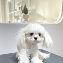 그루밍무무 이미지