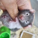 우진펫 이미지