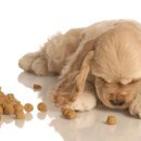 개봉동물병원 이미지