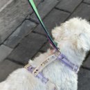 유봉 | 유봉펫 H형 강아지 하네스 후기｜야간반사로 밤산책 안전하게