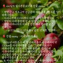 사과나무 티스토리