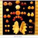 세계조개박물관 이미지