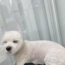 뭉구르밍 이미지