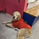 스머프동물병원 이미지