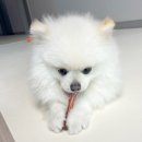 강아지 수제간식 에이치디씨펫 송아지 갈비뼈 후기