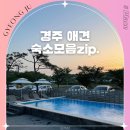 경주 애견 동반숙소 애견펜션 반려견 동반 여행에서 방문한 4곳 모음집