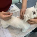 잠실준25시 동물병원 이미지