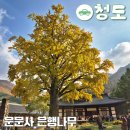 청도신화랑에코트레일 | 청도 운문사 은행나무 경남 최고의 가을 단풍 명소 사찰