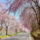 금마면 가야마을회관 | 경남 벚꽃명소 거창 수양벚꽃명소 추천 및 방문후기