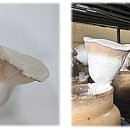 맛 좋고 재배 쉽고 수출용 버섯까지 품종 다양화