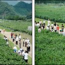 경북농업기술원 영양고추시험장 이미지
