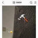 D-1 이미지