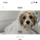 아지오펫살롱