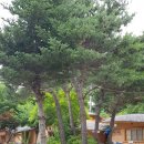 내린천 황토마을펜션 네이버블로그