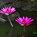 수련 Daum카페