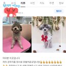 허그퍼피 이미지