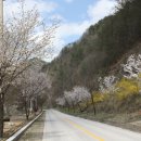 주천면 벚꽃길 이미지