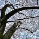 용담면 벚꽃길 이미지