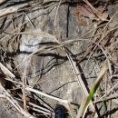 죽리초등학교(병설유치원) 이미지