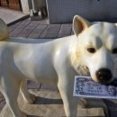 허바허바 이미지