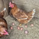 순풍농장 이미지