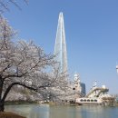 송파구청 광장 | 서울 벚꽃 끝판왕인 잠실 석촌호수 벚꽃 만개 실시간 상황 후기!