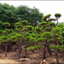 주목정원 이미지