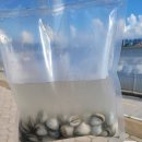 오이도어촌체험휴양마을 | 시흥 아기랑 갈만한 곳 : 오이도 어촌체험마을 갯벌체험 내돈내산 후기(+갯벌체험 비용, 준비물, 주차...