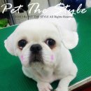 펫더스타일 이미지